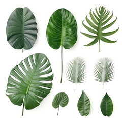 Tropical leafs collection, green leaves