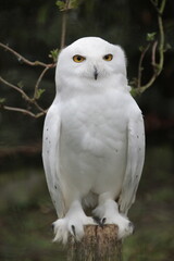 snowy owl in the zoo