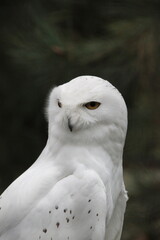 Fototapeta premium snowy owl portrait
