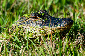 Baby Aligator