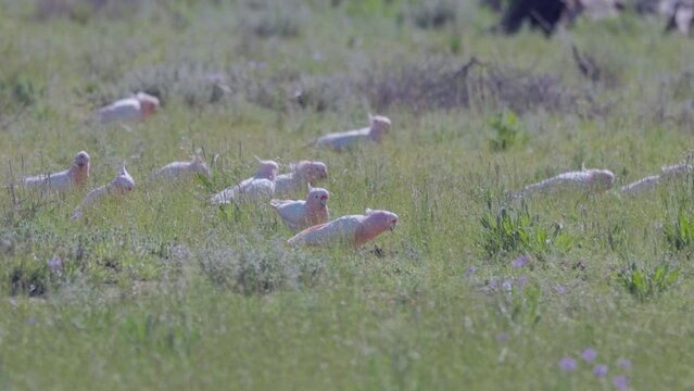 a high frame rate clip of a flock of major mitchell's cockatoos feeding in a meadow at western queensland, australia