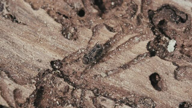 Larger eight-toothed European spruce bark beetle, Ips typographus close-up. This insect is a major pest on spruce trees