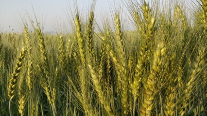 green wheat crop