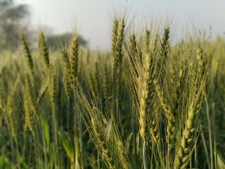 wheat crop