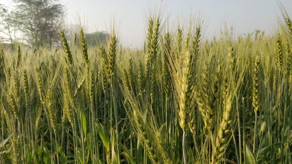 Wheat crop