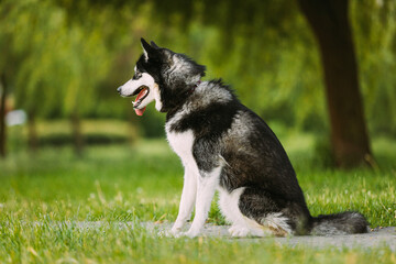 Husky Dog Sit In Walkway. Summer Park. Funny Lovely Pet Dog.