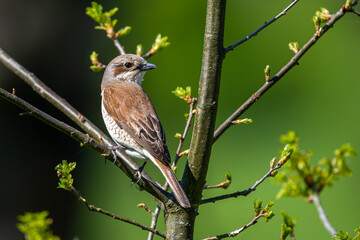 Red-backed shrike, Lanius collurio. A bird on a branch in a green background.