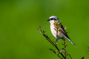 Red-backed shrike, Lanius collurio. A bird on a branch in a green background.
