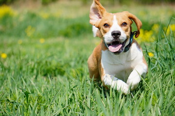 beagle dog in the grass run Cursing 