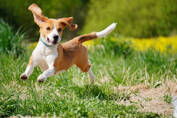 beagle dog in the grass run Cursing 