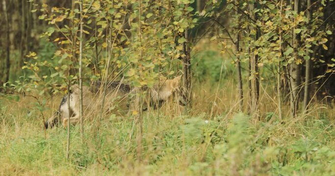 Curious Cub Wolf, Canis Lupus, Gray Wolf, Grey Wolf Sniffing And Running At Summer Forest. Puppy Wolf.