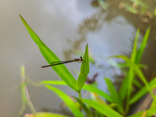 Dragonfly Sitting on Blade of Grass -