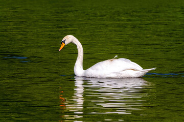 Obraz premium beautiful white swan floating on calm water