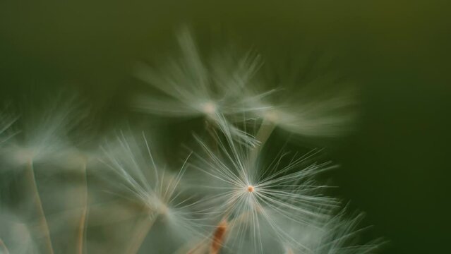 Super macro close-up of dandelion fluff. Abstract close-up of dandelion seeds background. Macro shot of detailed dandelion flower seed in natural environment. Soft selective focus