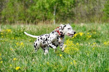 dalmatian dog running in the grass cunsing