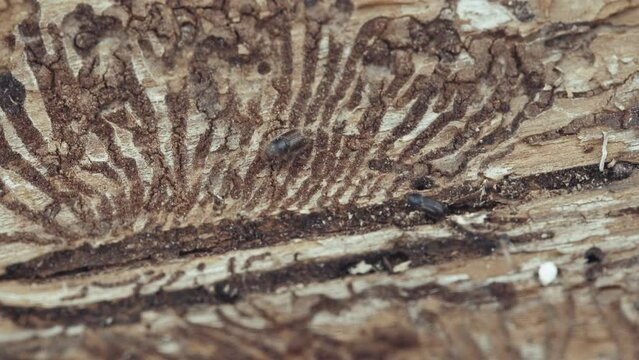 Larger eight-toothed European spruce bark beetle, Ips typographus close-up. This insect is a major pest on spruce trees