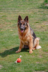 A happy German shepherd dog plays on a green lawn on a sunny day. German shepherd on the prowl. Young animal. A dog with a ball. Large dog breed. Playful dog character.