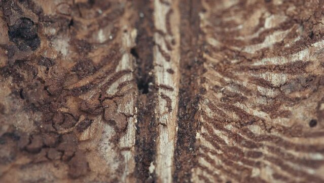 Larger eight-toothed European spruce bark beetle, Ips typographus close-up. This insect is a major pest on spruce trees