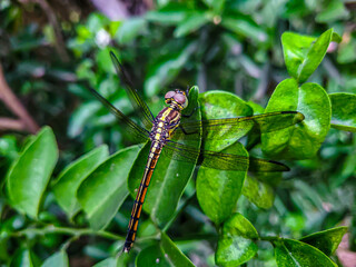 Dragonfly Sitting on Blade of Grass -