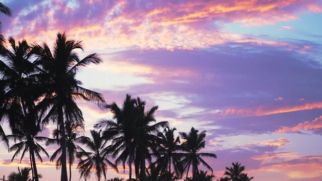 The silhouettes of palm trees against the beautiful pink violet sunset sky on a tropical beach. Natural landscape background with copy space