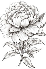 Outline pencil drawing beautiful peony, coloring page, cartoon digital illustration