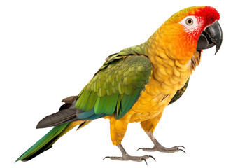 Parrot png, transparent background, isolated, tropical bird, generative ai