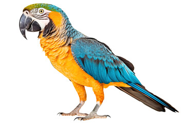 Parrot png, blue yellow macaw, transparent background, isolated, tropical bird, generative ai