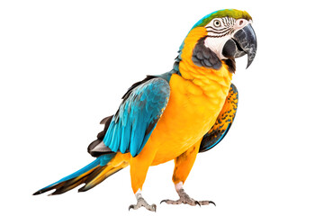 Parrot png, blue yellow macaw, transparent background, isolated, tropical bird, generative ai