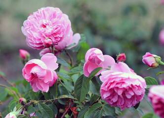 Pink and purple roses in the park on a blurry background
