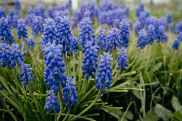 Macro shot of tender blooming lupins in the meadow. Spring blue wildflowers in the green grass with dew on petals