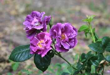Pink and purple roses in the park on a blurry background
