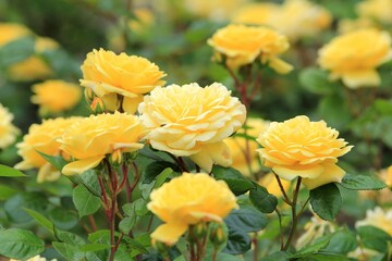 Yellow roses in the park on a blurry background
