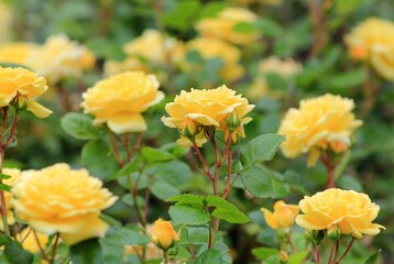 Yellow roses in the park on a blurry background
