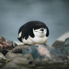 Sleeping Chinstrap penguin on a rocky beach in Antarctica. Eyes closed and looking funny. © Mathias