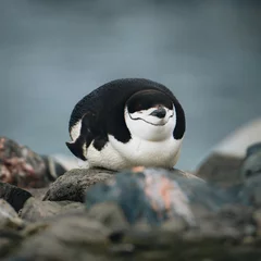 Fotobehang Sleeping Chinstrap penguin on a rocky beach in Antarctica. Eyes closed and looking funny. © Mathias