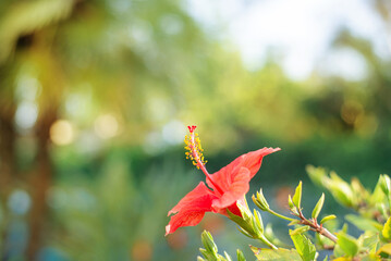 Side view of red flower with a big pistil with yellow lumps of b
