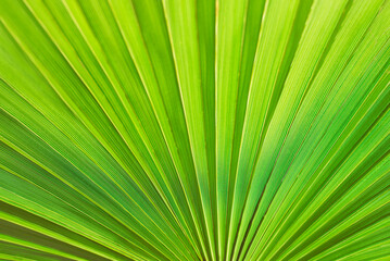 Obraz premium Texture of a palm leave - bright palm branch with selected focus