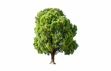 Isolated of lonely tree on white background with clipping path.