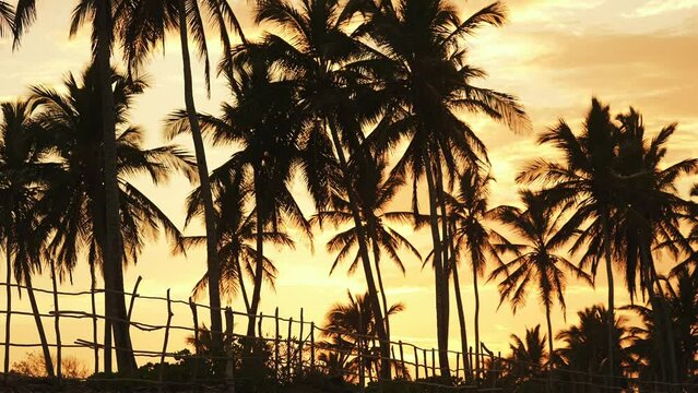 The silhouettes of palm trees against the beautiful orange sunset sky on a tropical beach. Natural landscape background