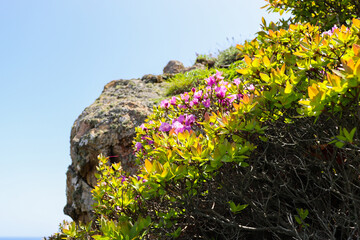 Turquoise sea. Rhododendron. Traveling to beautiful places.