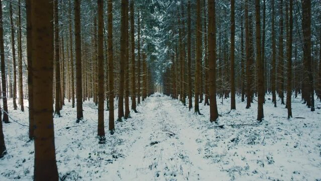 langsamer und tiefer flug durch den schneebedeckten winter wald, luftaufnahme durch den tannen-wald, winter wunderland, idyllischer m&auml;rchenwald, schneegest&ouml;ber