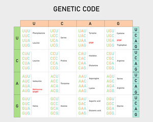 Genetic code table. From RNA codons to Amino Acid. Vector illustration. Didactic illustration.