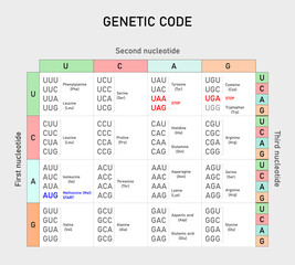Genetic code table. From mRNA  to Amino Acid. Vector illustration. 
