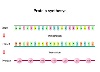 Protein synthesis. Transcription and translation. DNA, mRNA, amino acid