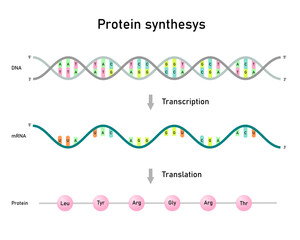 Transcription and translation, protein synthesis.