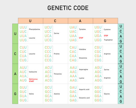 Genetic code table. From RNA codons to Amino Acid. Vector illustration. Didactic illustration.