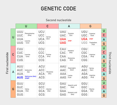 Genetic code table. From mRNA  to Amino Acid. Vector illustration. 