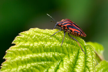 Streifenwanze (Graphosoma italicum) in Seitenansicht auf einem grünen Blatt
