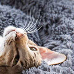 Portrait of oriental shorthair tabby kitten. Relax concept