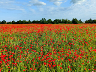 Un bellissimo tappeto di papaveri riempie un campo di spighe e sullo sfondo una riga di alberi verdi e un cielo blu con qualche nuvola